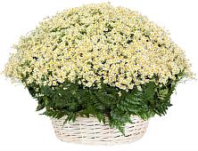 Цветочная композиция из Ромашки в корзине #REPLACE_PRED# Камышлове Свердловская область