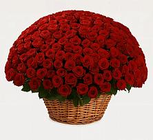 Премиум букет из: Розы в Камышлове Свердловская область